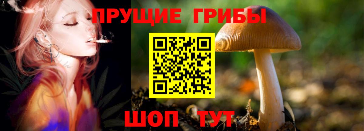 Галлюциногенные грибы Psilocybe  Вход с VPN  даркнет сайт  Тихорецк  Галлюциногенные грибы мицелий 